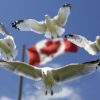 canada gulls simultaneous interpretation